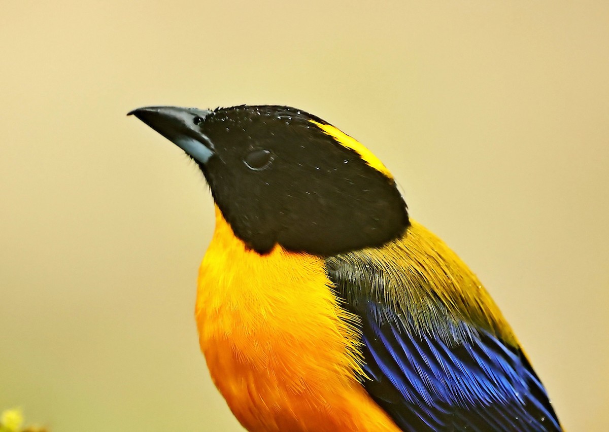 Black-chinned Mountain Tanager - ML380658301
