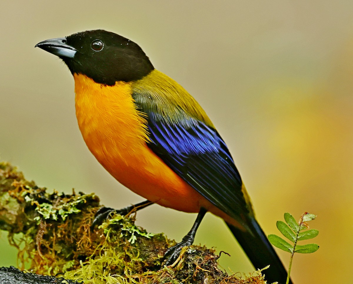 Black-chinned Mountain Tanager - ML380658311