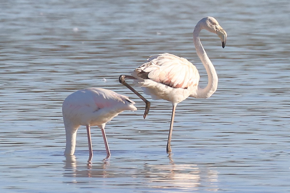 Greater Flamingo - ML380659441