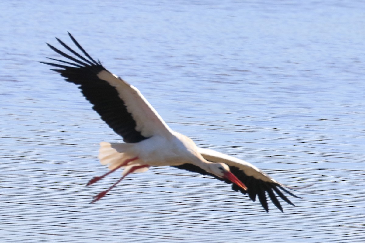 White Stork - ML380659501