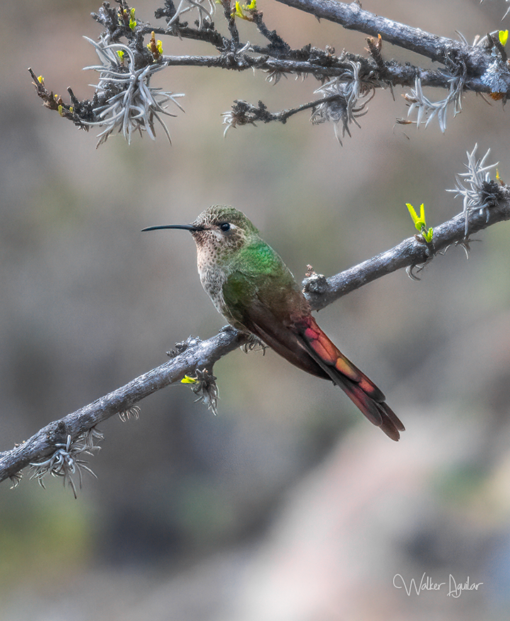 Red-tailed Comet - ML380659731