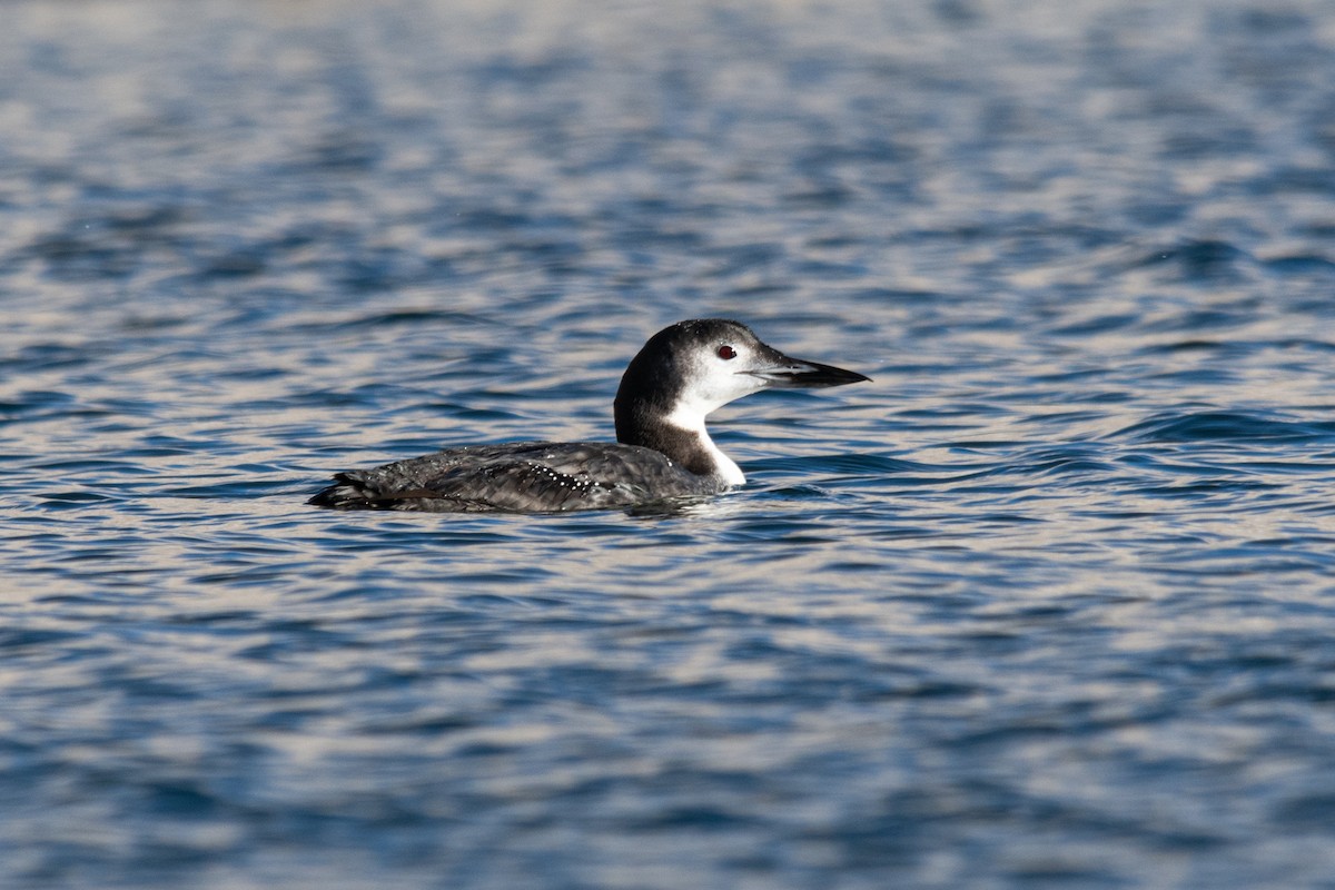Common Loon - Forrest English