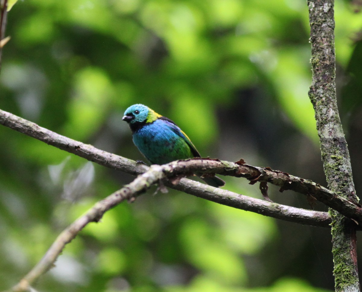 Green-headed Tanager - ML38066191