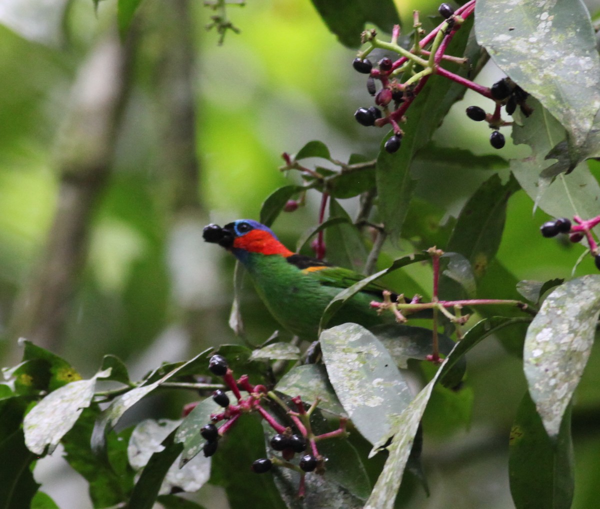 Red-necked Tanager - ML38066291