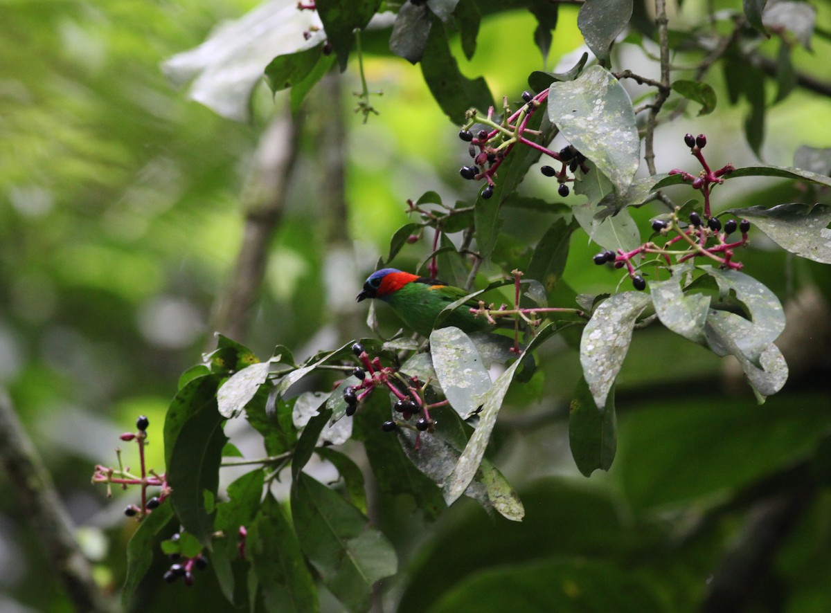 Red-necked Tanager - ML38066331