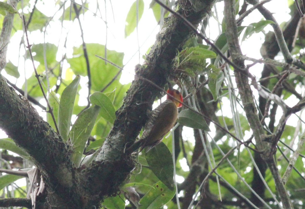 Yellow-throated Woodpecker - ML38066971