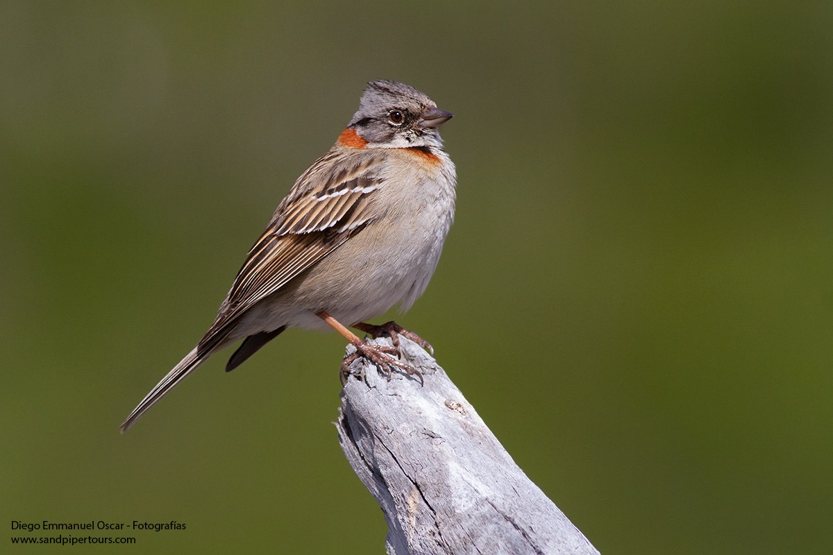 Rufous-collared Sparrow - Diego Oscar / Sandpiper Birding & Tours
