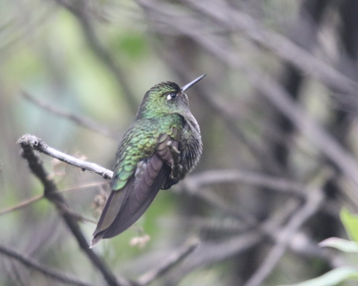 Scaled Metaltail - ML380674281