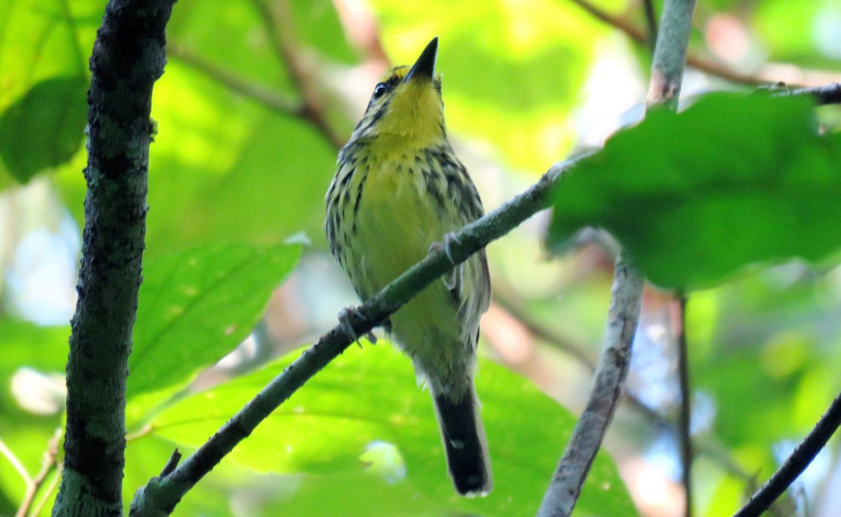 Yellow-browed Antbird - ML38068111