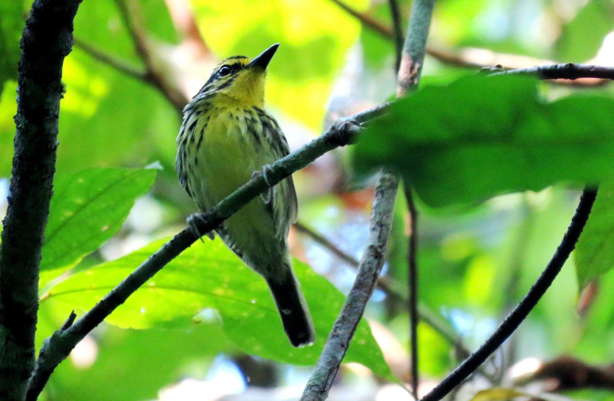 Yellow-browed Antbird - Fernando Angulo - CORBIDI
