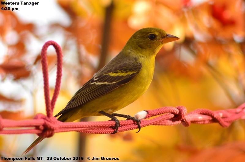 Western Tanager - Jim Greaves