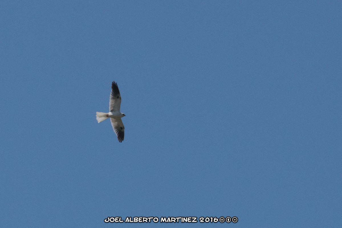White-tailed Kite - Joel Martinez