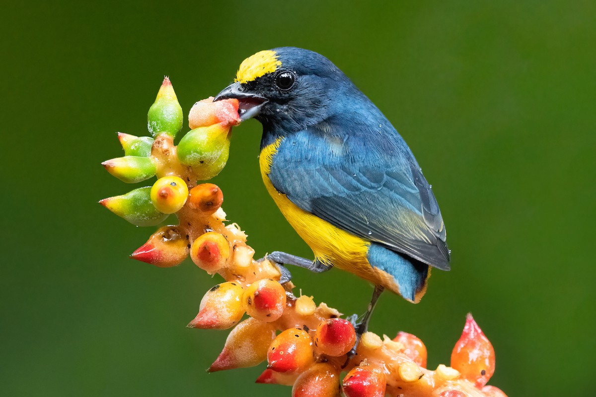 Fulvous-vented Euphonia - Tyler Ficker