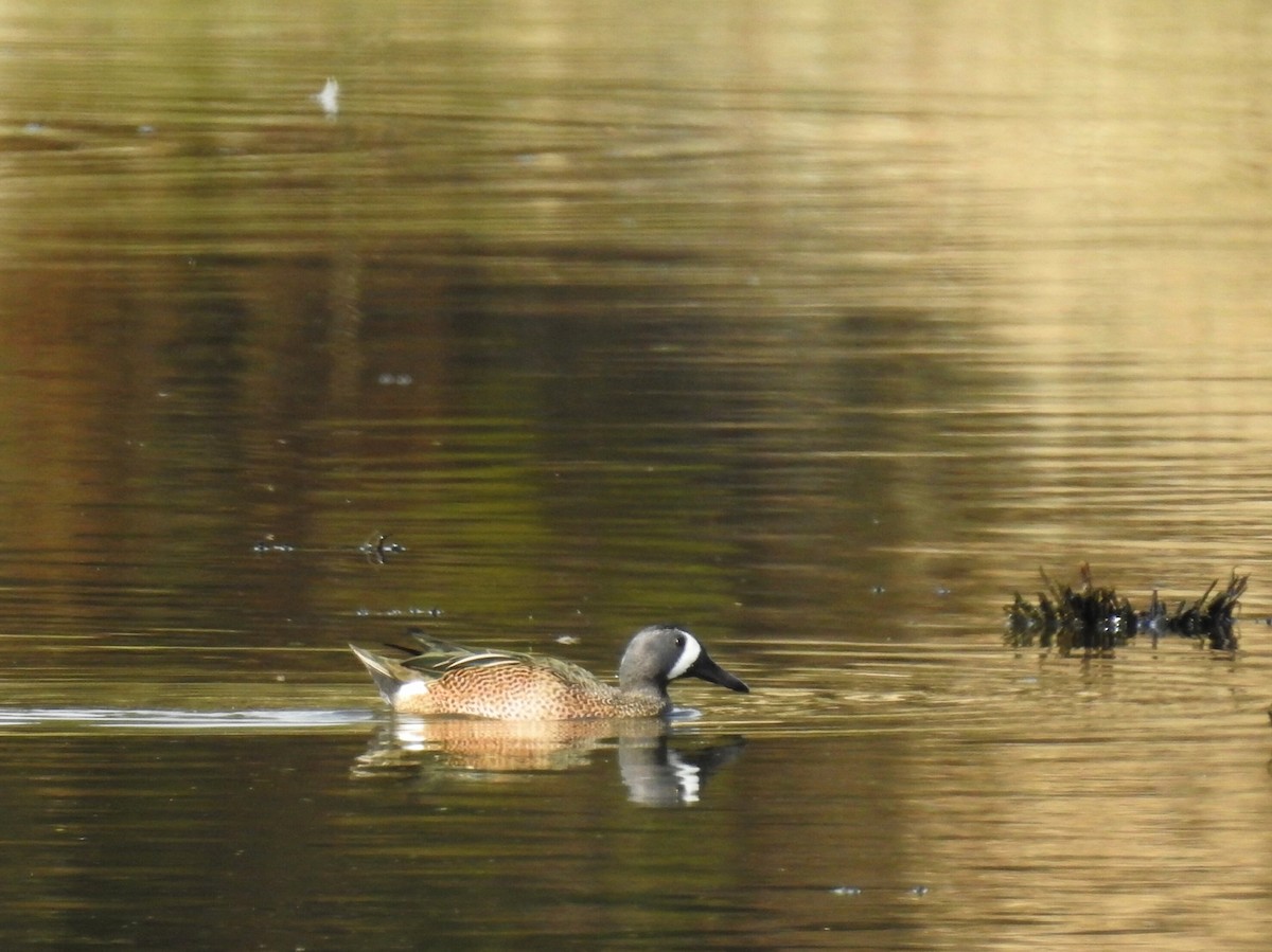 Blue-winged Teal - ML380687291