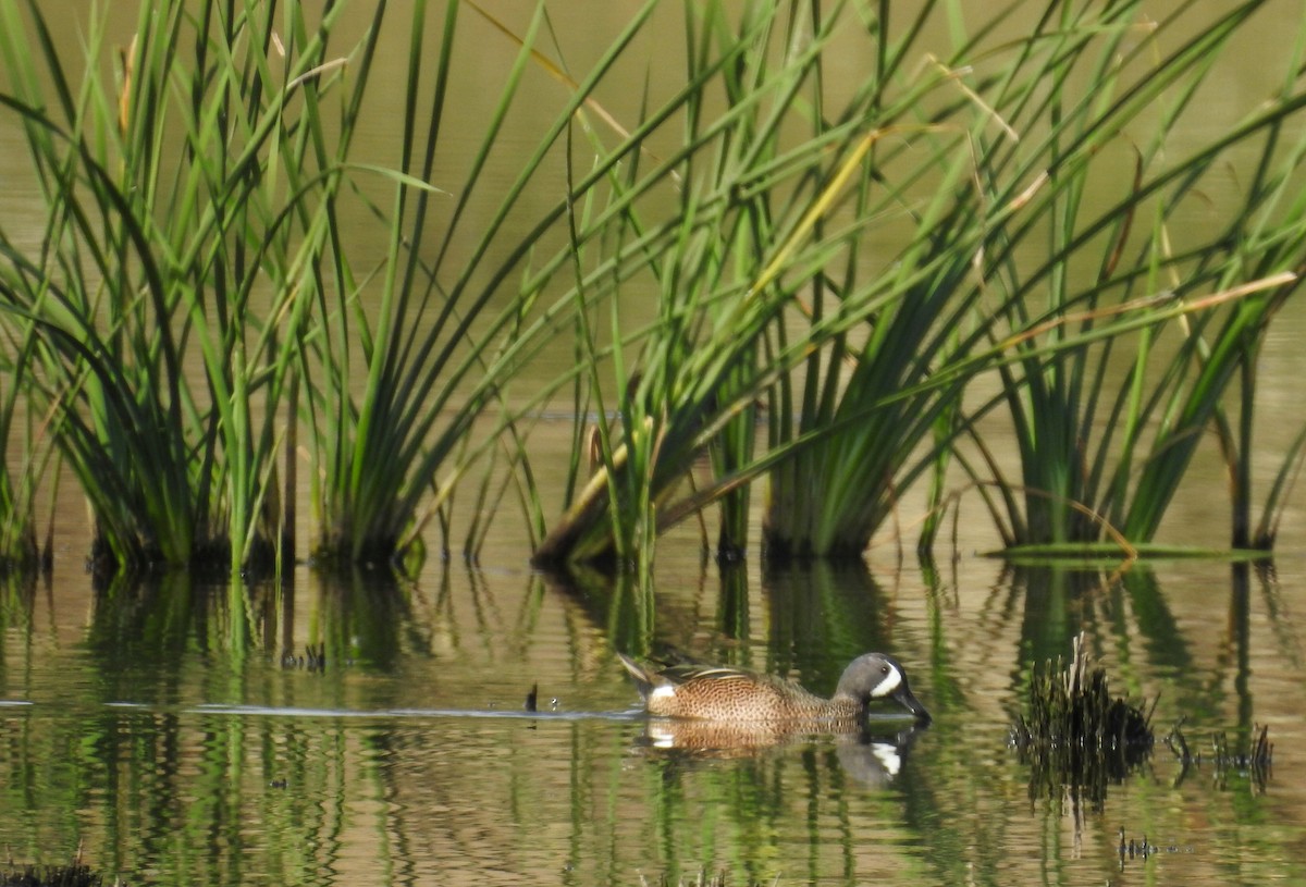 Blue-winged Teal - ML380687331