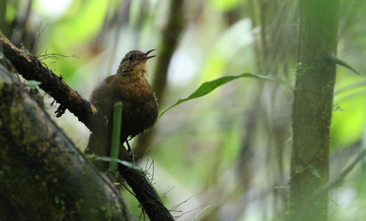 South American Leaftosser (Amazonian) - Richard Greenhalgh