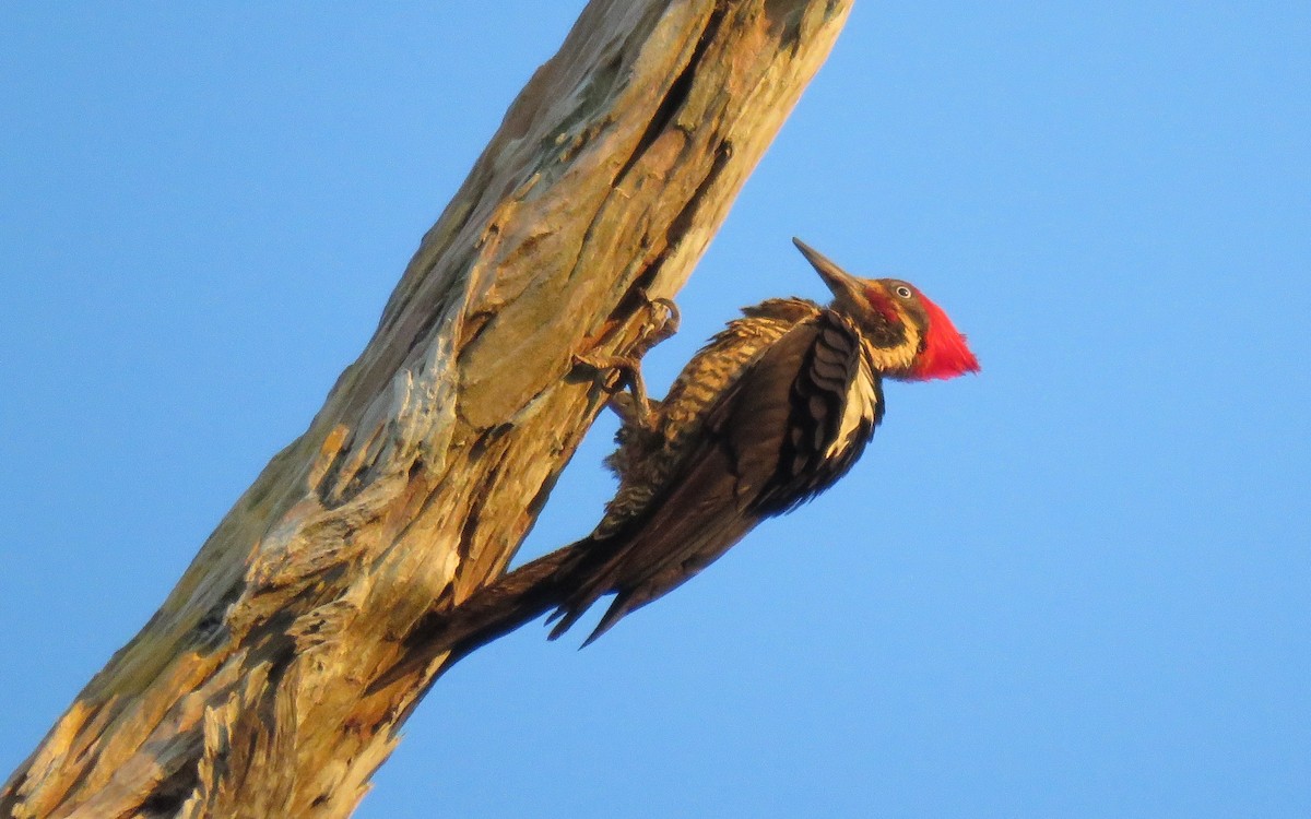 Lineated Woodpecker - Fernando Angulo - CORBIDI