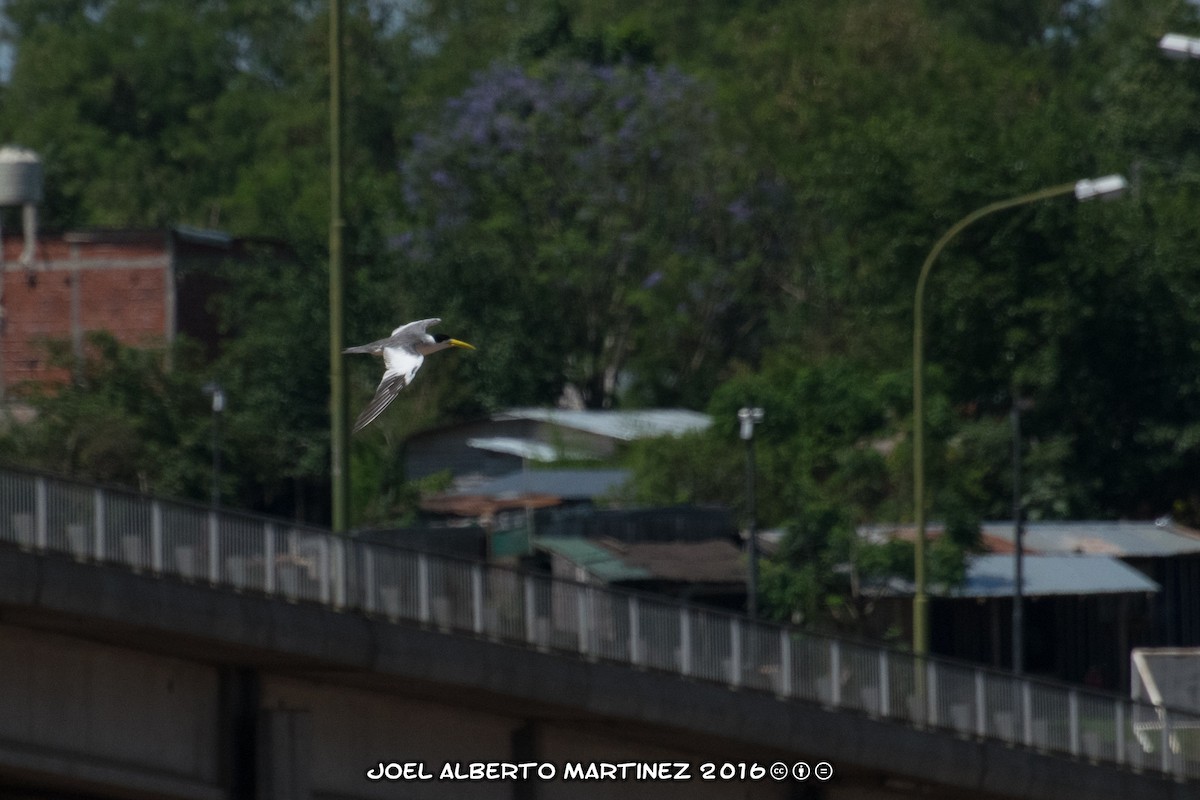 Large-billed Tern - Joel Martinez