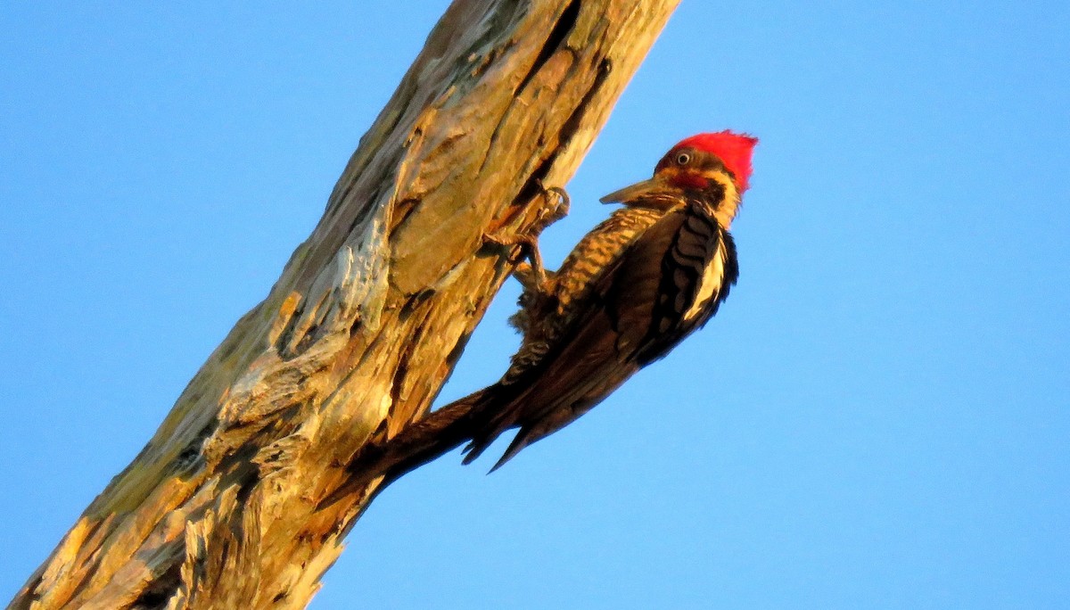 Lineated Woodpecker - Fernando Angulo - CORBIDI