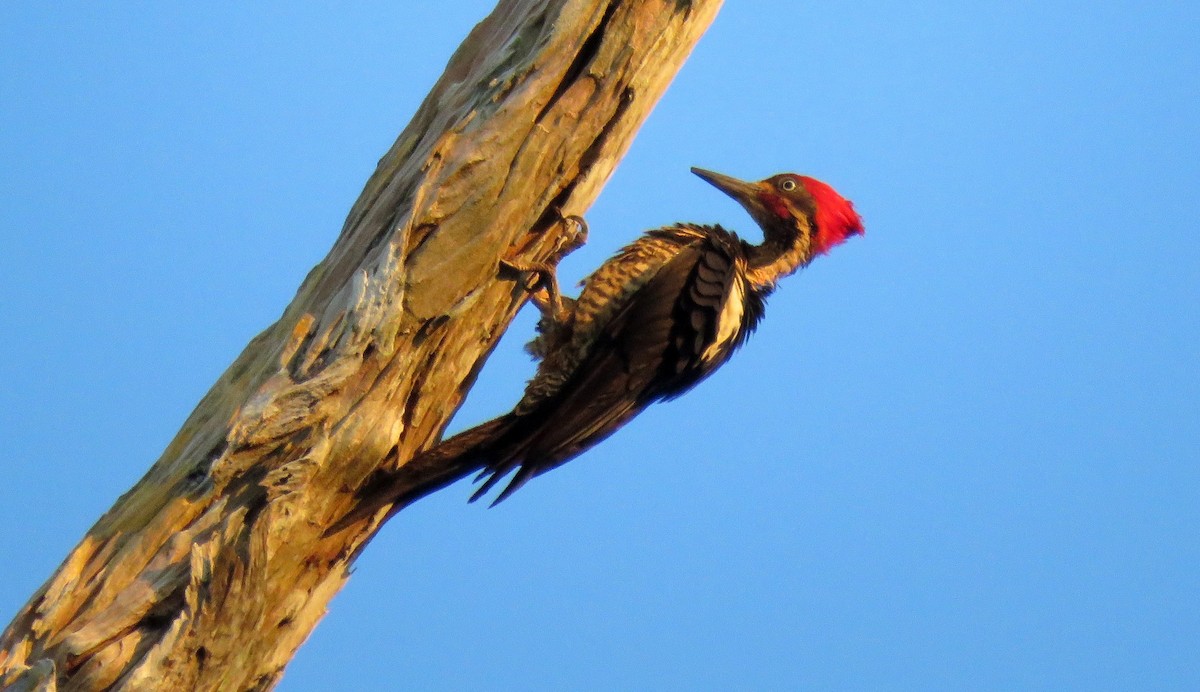 Lineated Woodpecker - ML38069161
