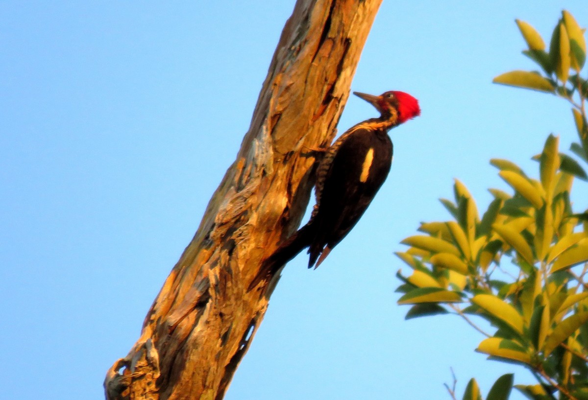 Lineated Woodpecker - ML38069181