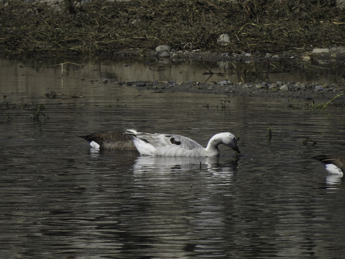 Graylag Goose (Domestic type) - ML380692151