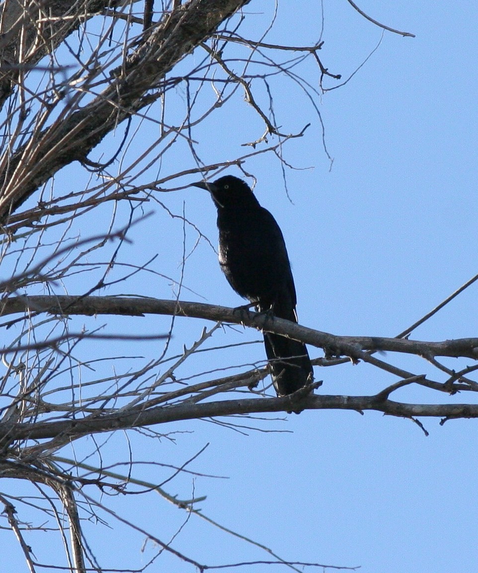 Great-tailed Grackle - ML38069651
