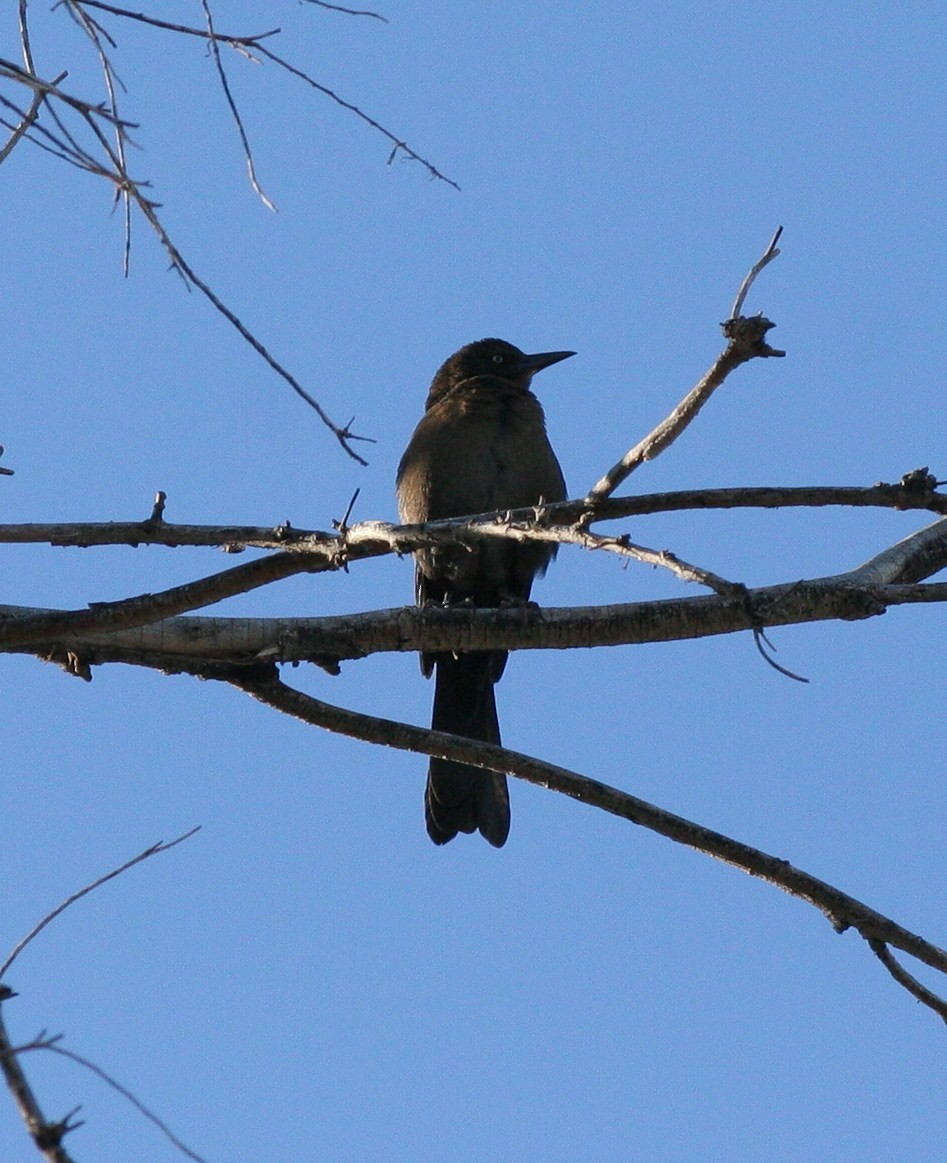 Great-tailed Grackle - ML38069661