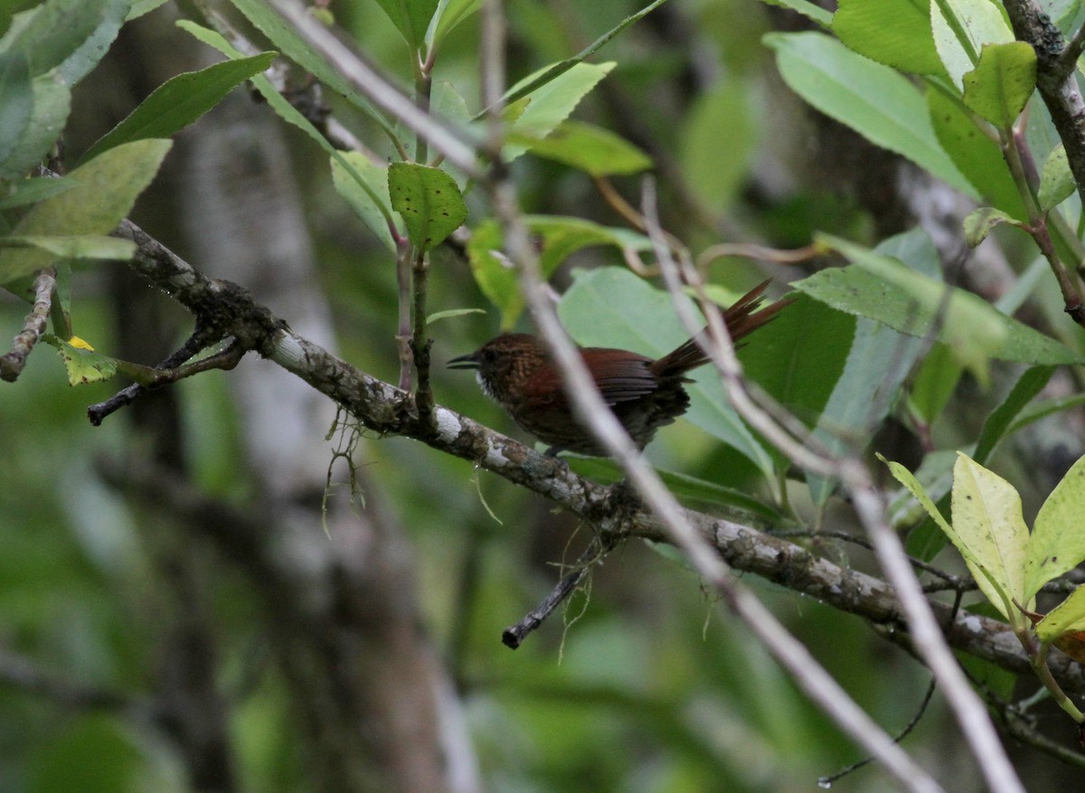 Stripe-breasted Spinetail - Jay McGowan