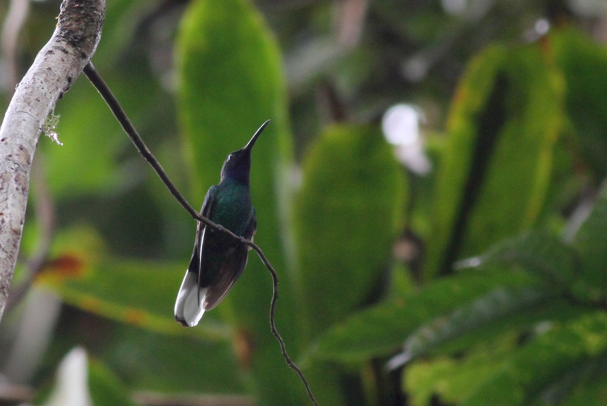 kolibřík běloocasý - ML38070161