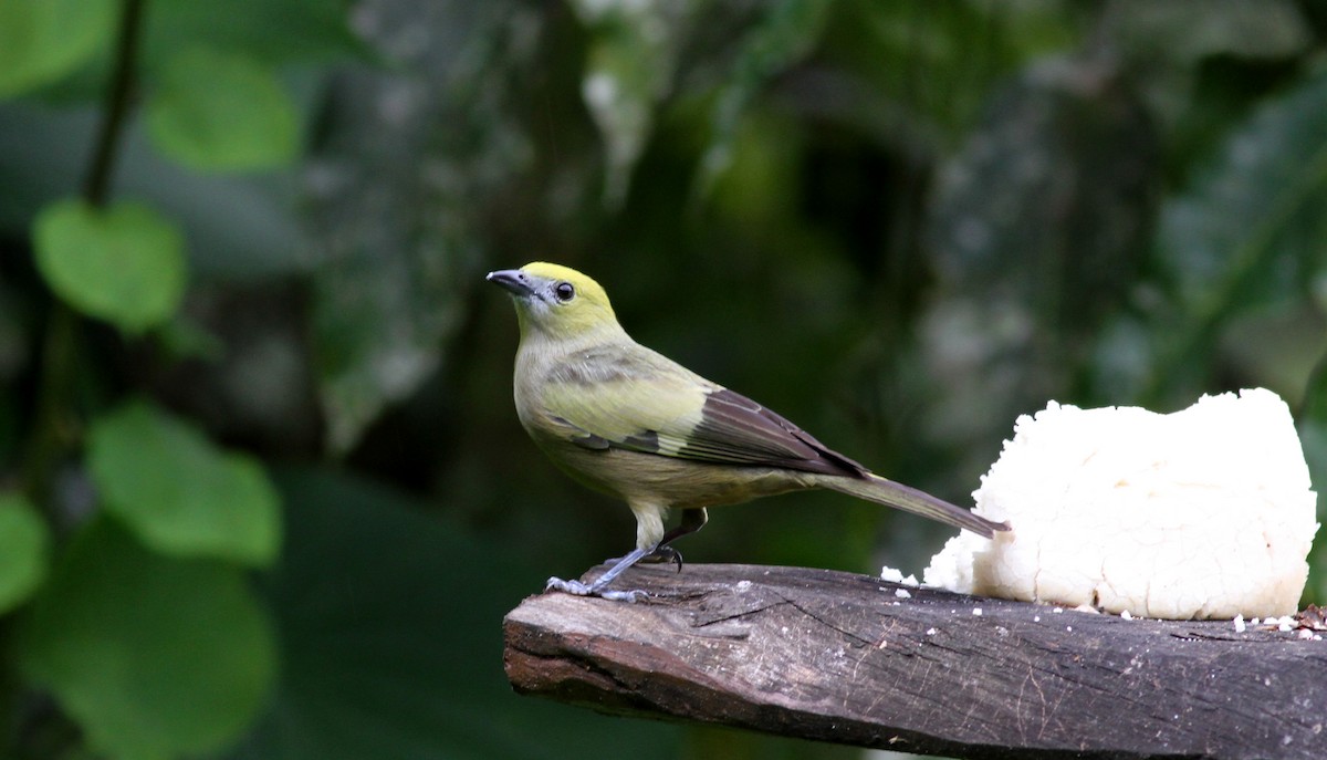 Palm Tanager - ML38070541