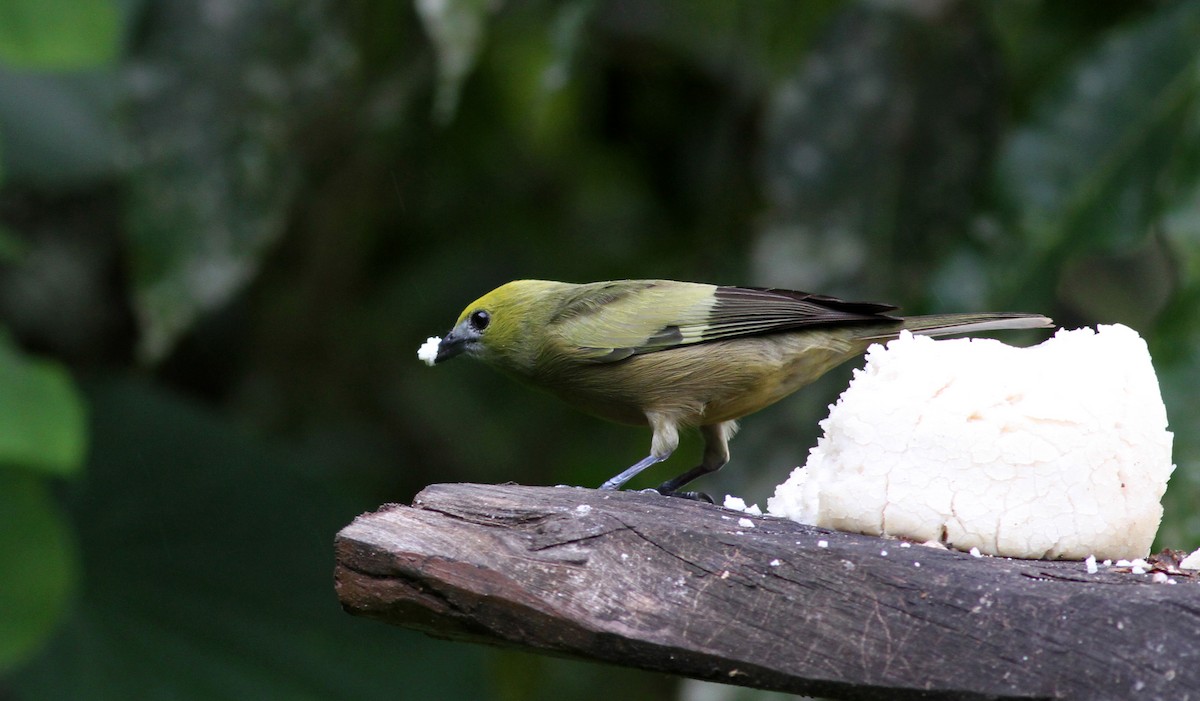 Palm Tanager - ML38070631