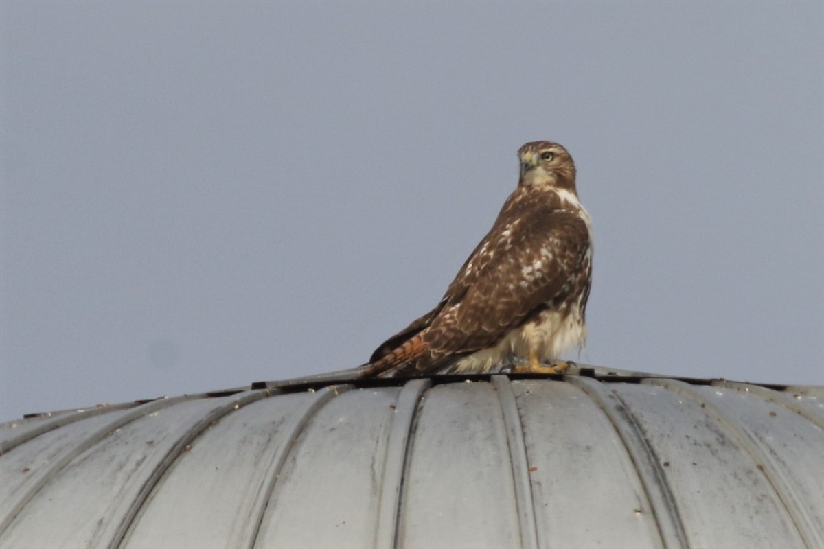 Red-tailed Hawk - ML380706381