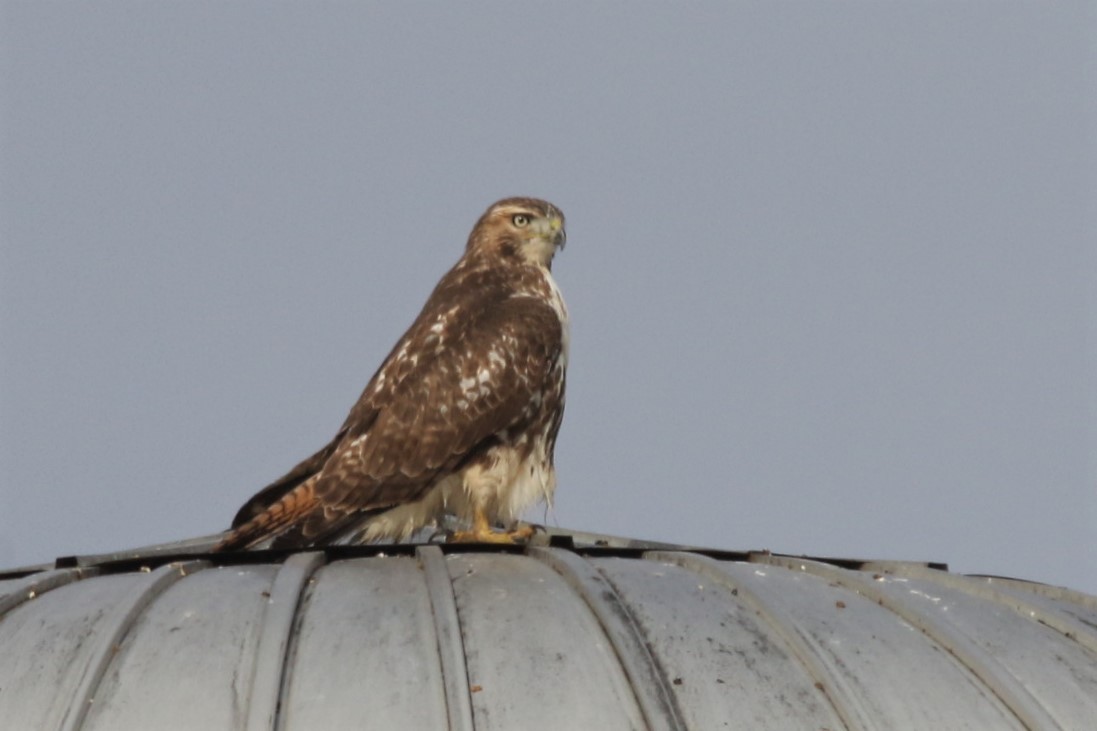 Red-tailed Hawk - ML380706391