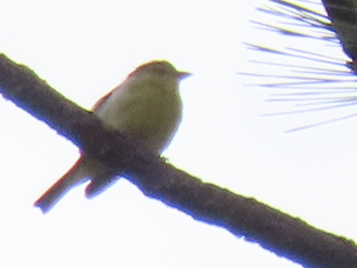 ub. spurvefugl (Passeriformes sp.) - ML380713821