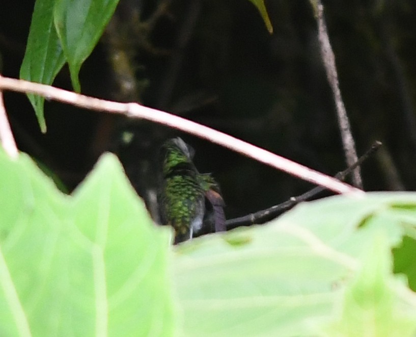 Black-bellied Hummingbird - ML380733971