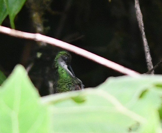 Black-bellied Hummingbird - ML380733991