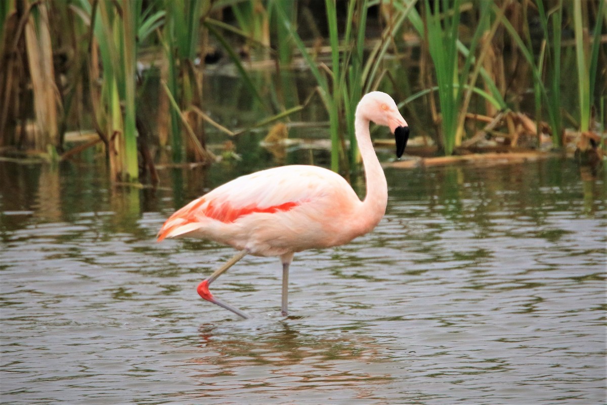 Şili Flamingosu - ML380736701