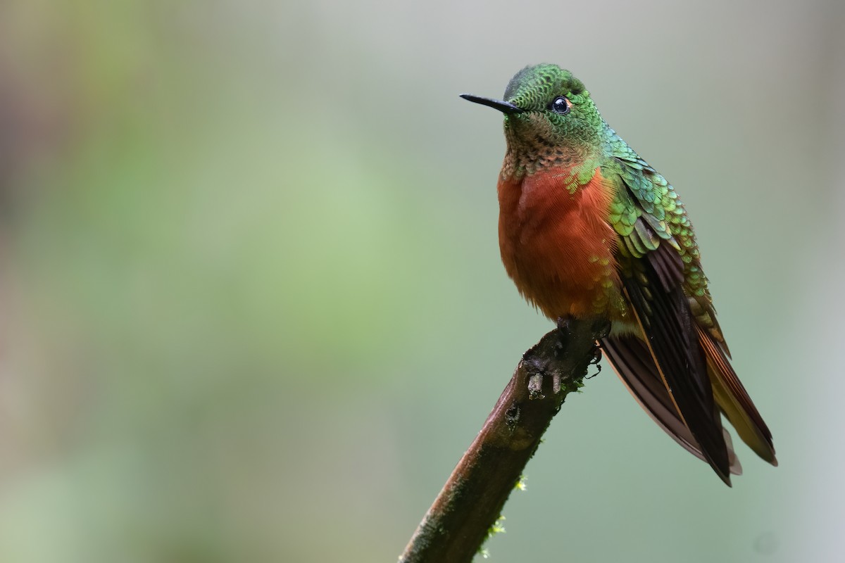kolibřík peruánský - ML380740871