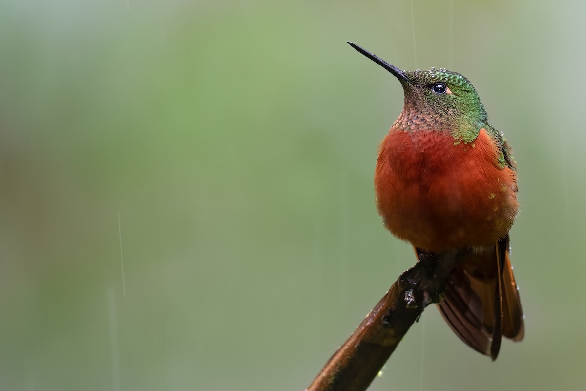 kolibřík peruánský - ML380740891