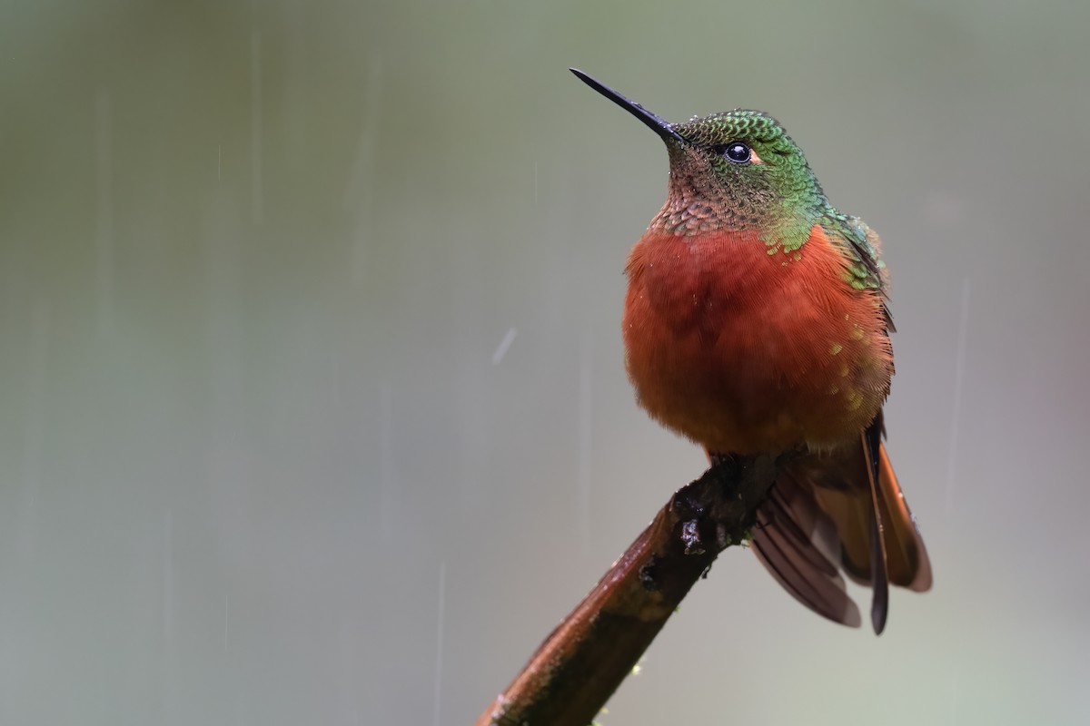 kolibřík peruánský - ML380740901