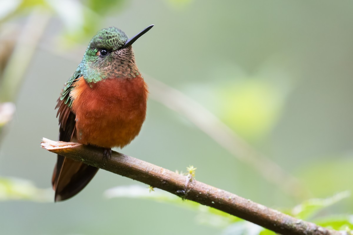 kolibřík peruánský - ML380740911