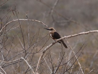  - Pale-headed Jacamar