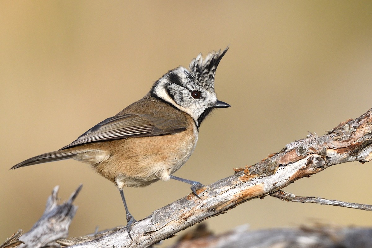 Crested Tit - ML380750731