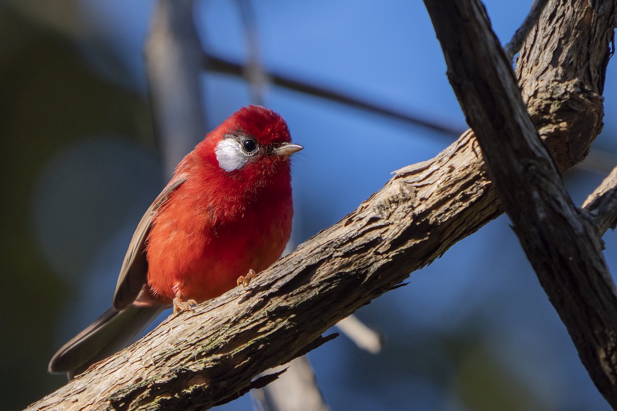 Red Warbler (White-cheeked) - ML380763231