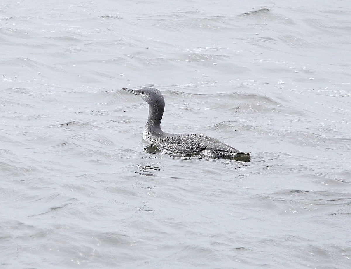 Red-throated Loon - Charles Fitzpatrick