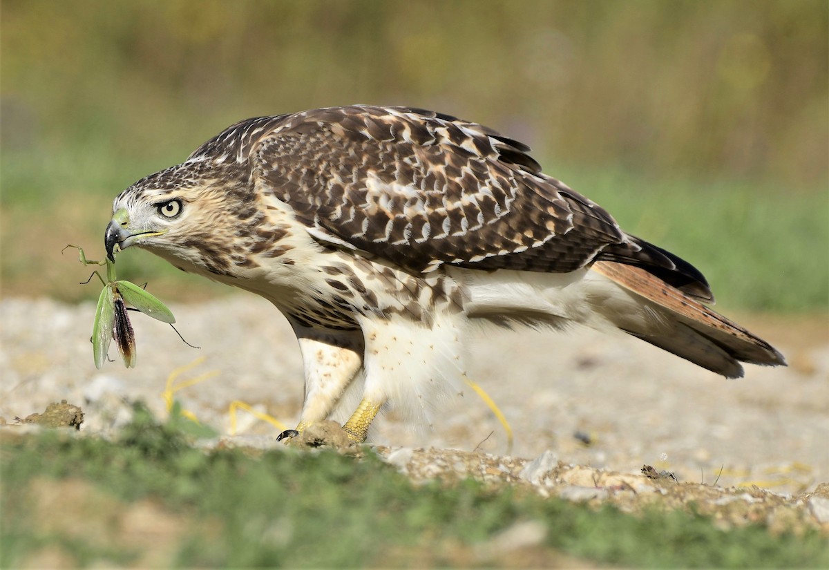Red-tailed Hawk - ML380778111