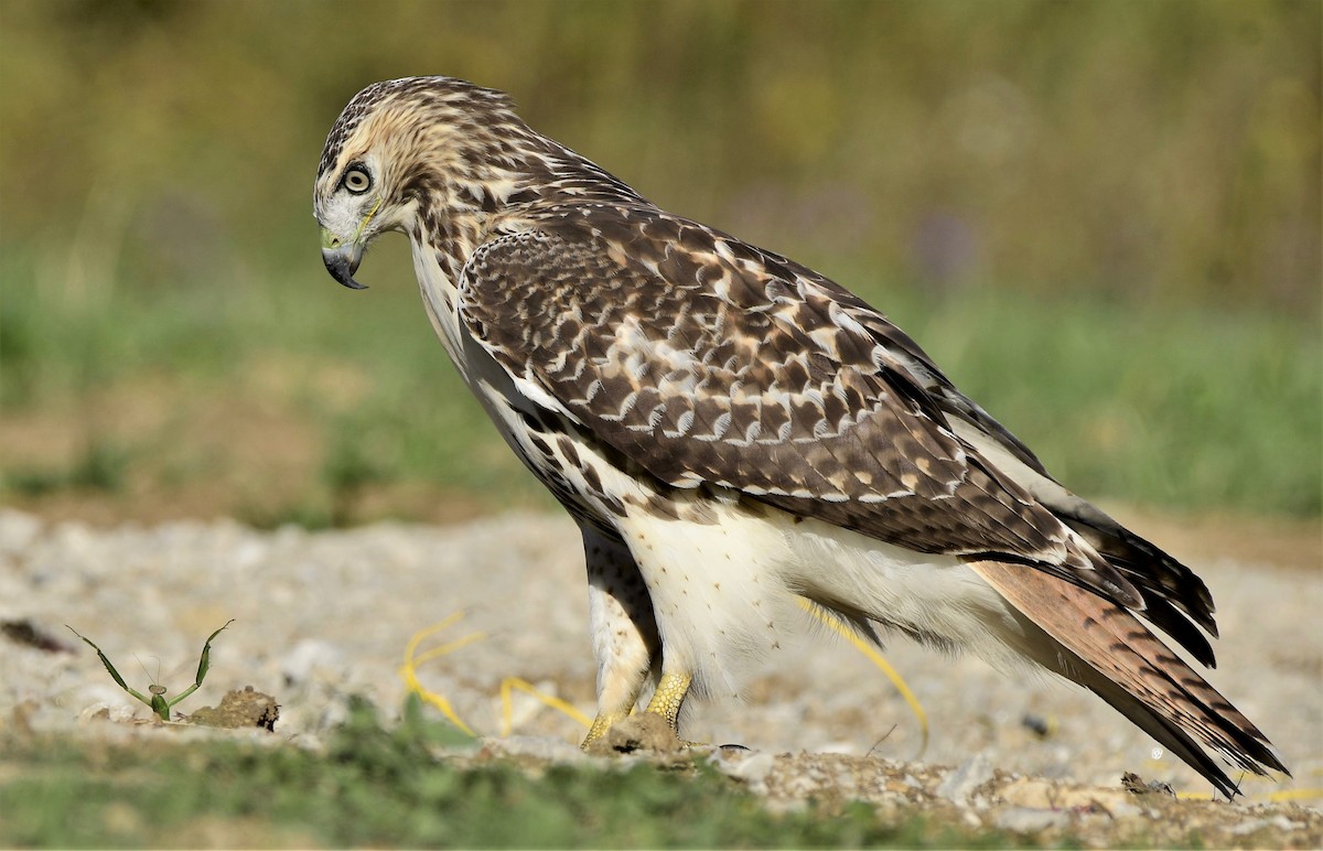 Red-tailed Hawk - ML380778141