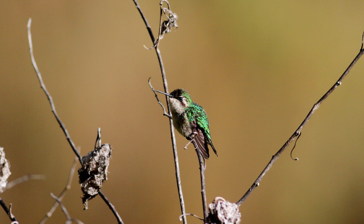 Green-tailed Emerald - Jay McGowan