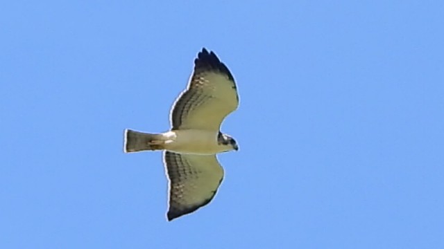 Short-tailed Hawk - José  Paz